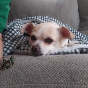 Meet your Posher, Martha